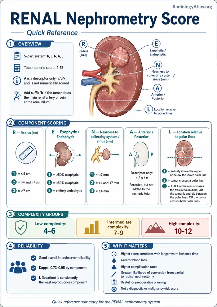 Infographic illustrating the five R.E.N.A.L. nephrometry score components — Radius, Exophytic/endophytic, Nearness to collecting system, Anterior/posterior, and Location relative to polar lines — used to score renal tumor complexity on CT